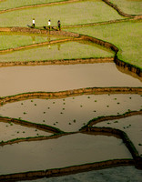 Rice Paddes