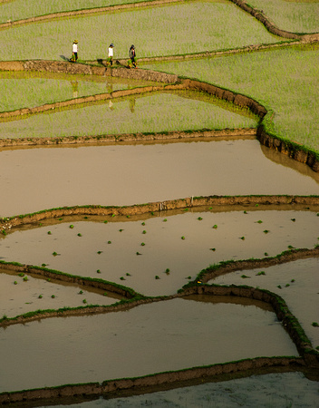 Rice Paddes