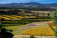 Tasmania vineyards in the fall