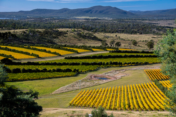 Tasmania vineyards in the fall