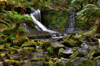 Tasmania rainforest