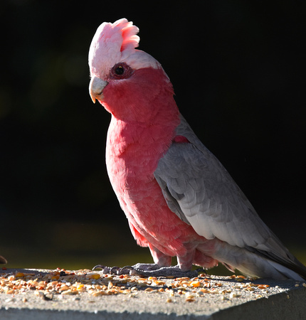 Galah bird, New South Wales