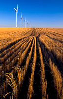 Wheat Fields and Wind Farm -Oregon