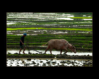 Xieng Khouang Province Farmer