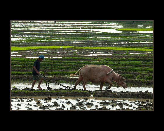 Xieng Khouang Province Farmer