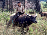 Boy Riding Water Buffalo