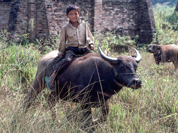 Boy Riding Water Buffalo