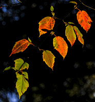 Fall color, Oregon