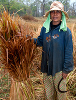 Woman Cutting Straw