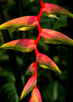 Banana Pods - Botanical Gardens