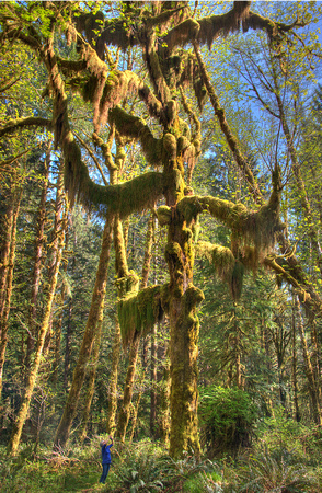 Tree Moss, Olympic Forest, Washinton