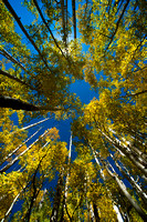 Aspen trees, Utah