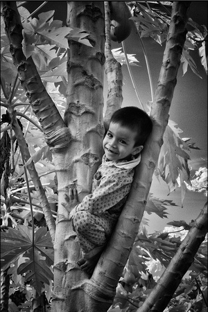 Boy in papaya tree - Infrared